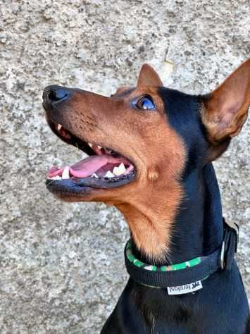 Pinscher 1anno kg 45 cerca adozione SUD