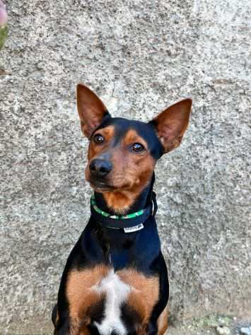 Pinscher 1anno kg 45 cerca adozione SUD