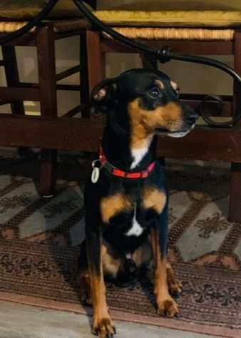 Pinscher 8anni URGENTE MILANO..padroni malati..