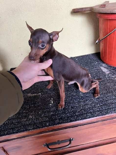 Pinscher Cioccolato (maschietti)