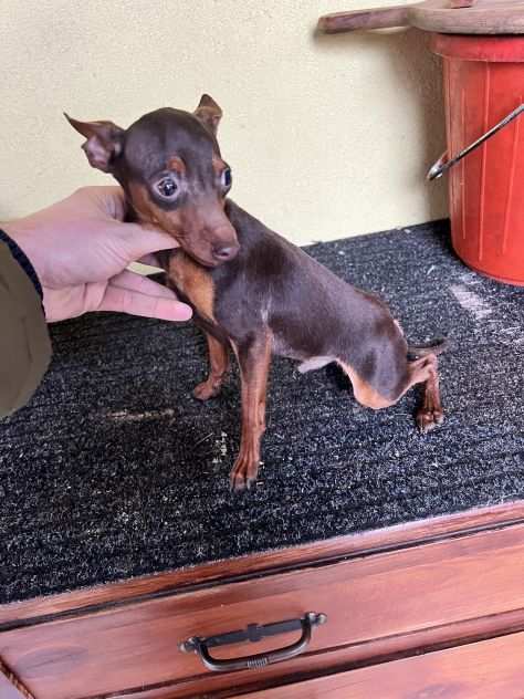 Pinscher Cioccolato (maschietti)