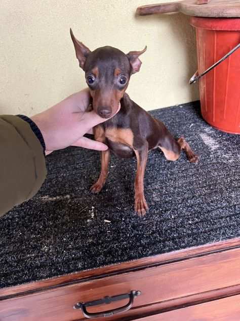 Pinscher Cioccolato (maschietti)