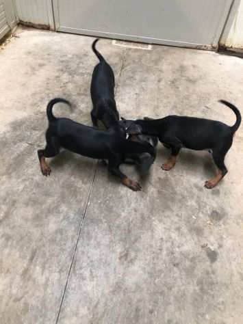 pinscher cuccioli