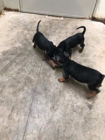 pinscher cuccioli