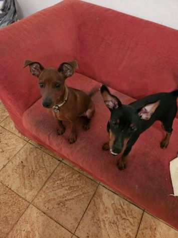 pinscher cuccioli nano