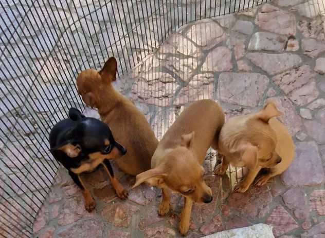 pinscher cuccioli nano