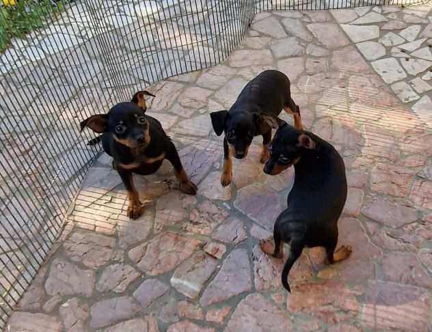 pinscher cuccioli nano