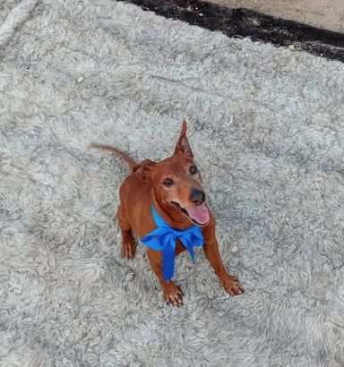 PINSCHER, JEGHER, 7 ANNI PER 6 KG LA RAZZA NON GLI RISPARMIA LABBANDONO