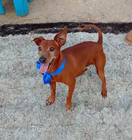 PINSCHER, JEGHER, 7 ANNI PER 6 KG LA RAZZA NON GLI RISPARMIA LABBANDONO