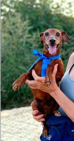 PINSCHER, JEGHER, 7 ANNI PER 6 KG LA RAZZA NON GLI RISPARMIA LABBANDONO