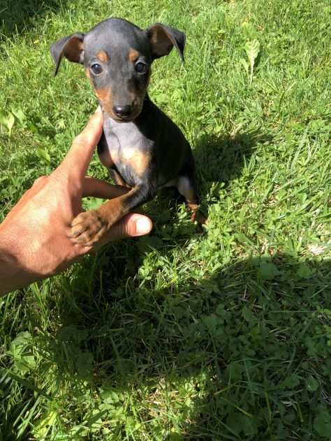 Pinscher maschietti