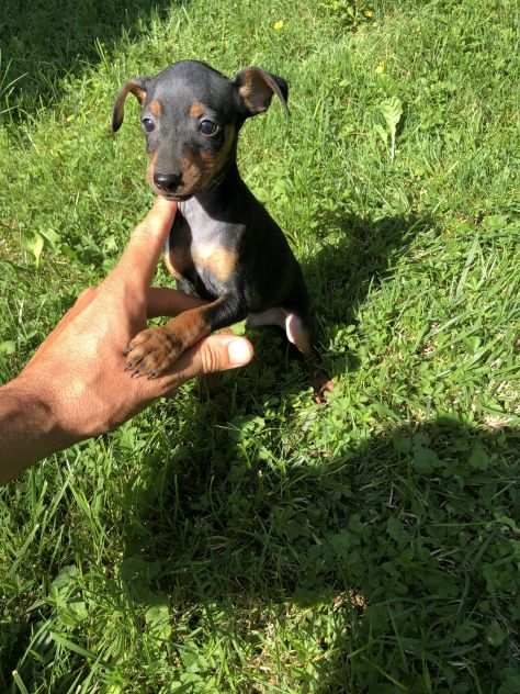 Pinscher maschietti