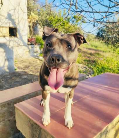 PITBULL, 18 MESI, TRUDY, TRADITA, ABBANDONATA DA CHI LHA CRESCIUTA, CERCA CASA