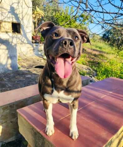 PITBULL, 18 MESI, TRUDY, TRADITA, ABBANDONATA DA CHI LHA CRESCIUTA, CERCA CASA