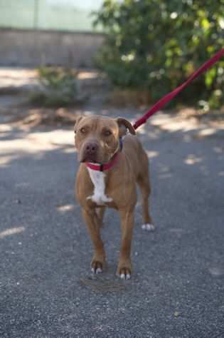 Pitbull 2 anni egrave finito dritto dritto in canile, ora aspetta la sua famiglia