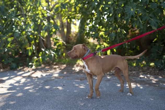 Pitbull 2 anni egrave finito dritto dritto in canile, ora aspetta la sua famiglia