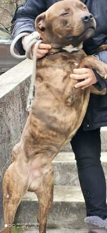 Pitbull 45anni tigrato equilibrato dalla cantina al canile PARMA