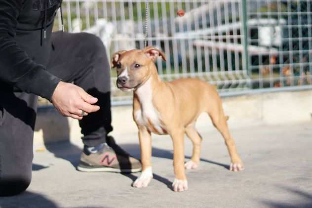 Pitbull cuccioli American Pit Bull Terrier