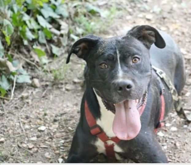 Pitbull mollato 5anni fa legato ad 1pianta ASPETTA ANCORA CASAHELP ROMA