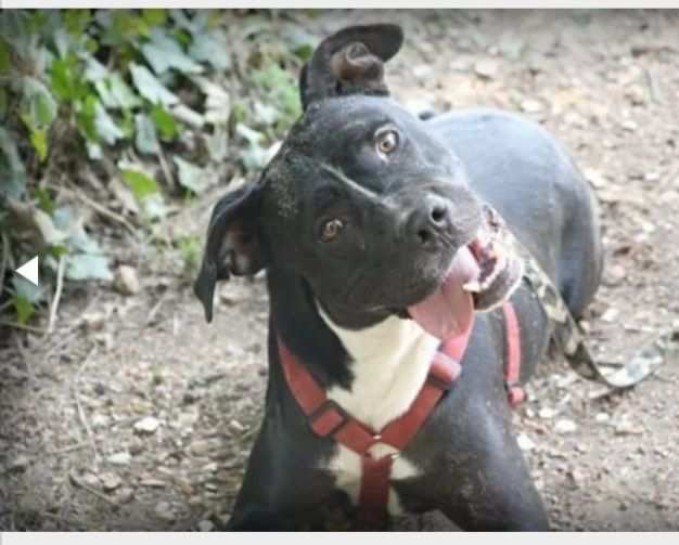 Pitbull mollato 5anni fa legato ad 1pianta ASPETTA ANCORA CASAHELP ROMA