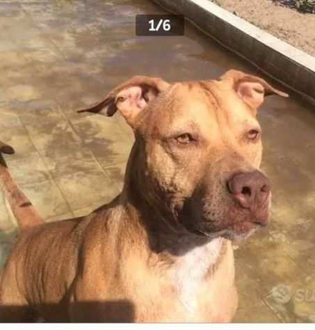 Pitbull Red Nose arrivata a Milano 2anni fa e tornata a Napoli IN CANILE