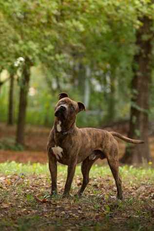 Pitbull tigrato dalla cantina al canile..soffre la solitudine PARMA