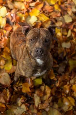 Pitbull tigrato dalla cantina al canile..soffre la solitudine PARMA