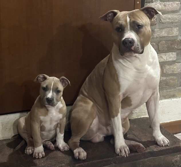 PITBULL UKC BLUE NOSE CON PEDIGREE