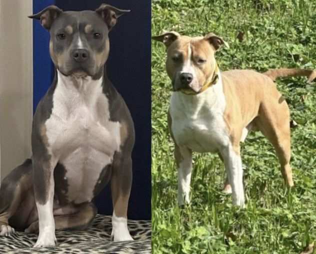 PITBULL UKC BLUE NOSE CON PEDIGREE