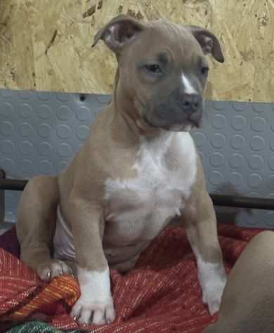 PITBULL UKC BLUE NOSE CON PEDIGREE