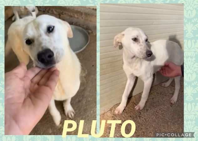 Pluto cucciolotto di soli 9 mesi adozione saltata