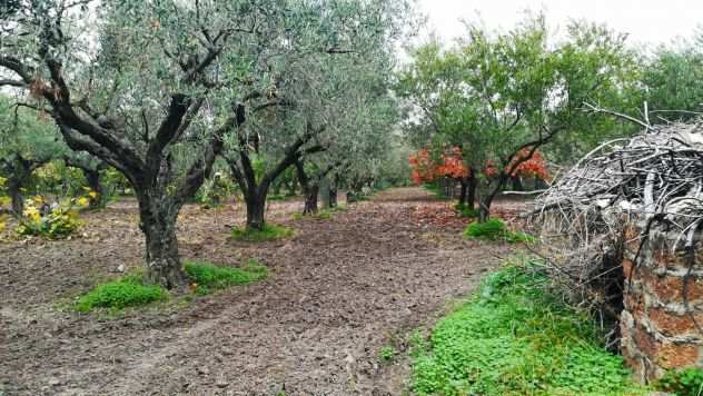 Podere di circa 3,4 ettari di terreno