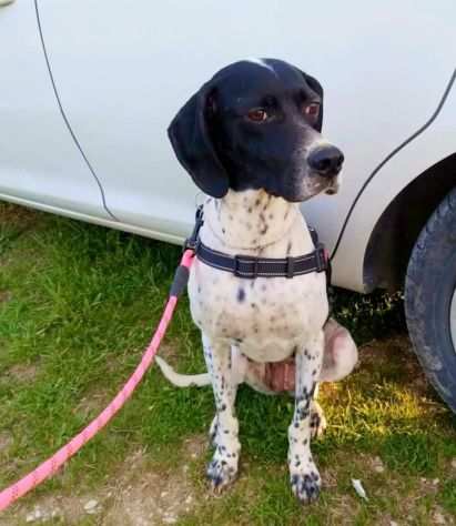 Pointer femmina 23anni entreragrave in 1lager ABRUZZO