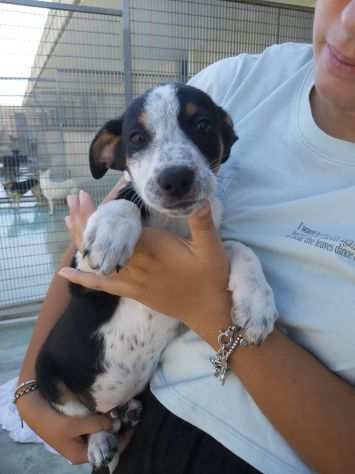 Pois cucciolino a puntini in canile attende la sua mamma