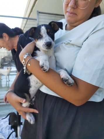 Pois cucciolino a puntini in canile attende la sua mamma