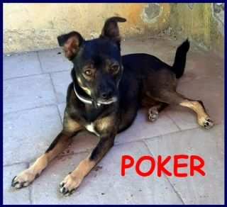 Poker simil pincher cerca urgentemente casa