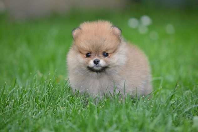 Pomerania BELLISSIMI cuccioli