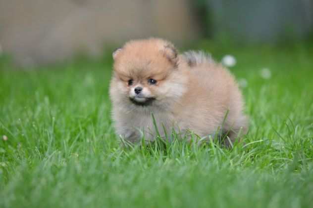 Pomerania BELLISSIMI cuccioli