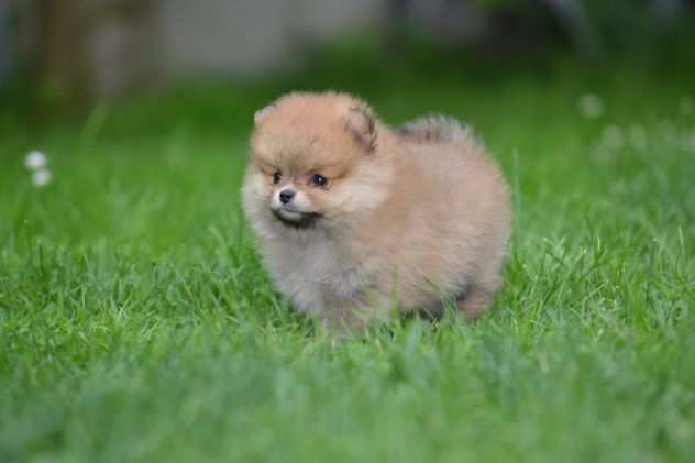 Pomerania BELLISSIMI cuccioli