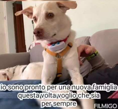 Pongo 5anni NON LO POSSONO  TENERE RISCHIA IL CANILE PROV PIACENZA