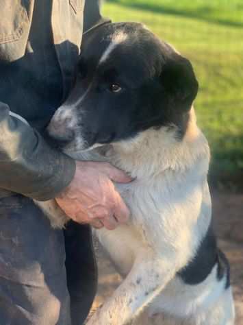 Pongo cucciolo