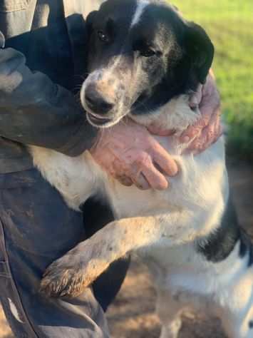 Pongo cucciolo