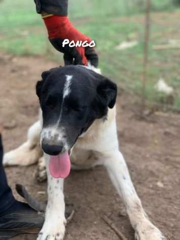 Pongo cucciolo