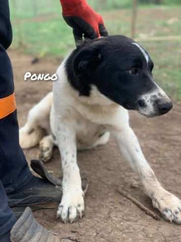 Pongo cucciolo