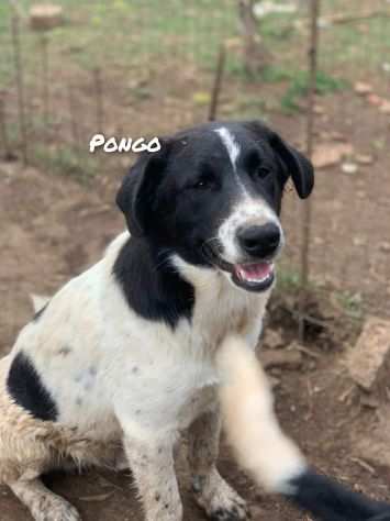 Pongo cucciolo