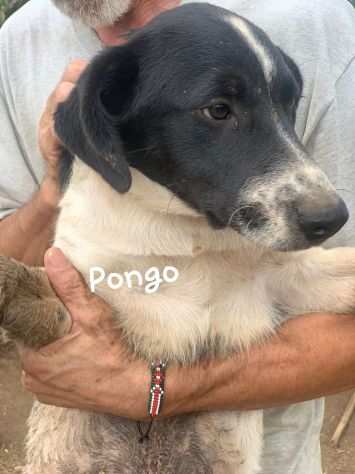 Pongo cucciolo