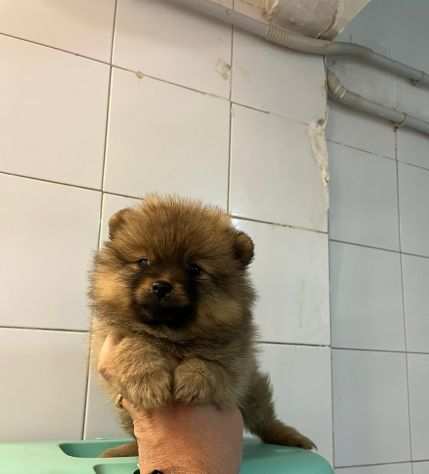 Poppy spitz nano pomerania femmina