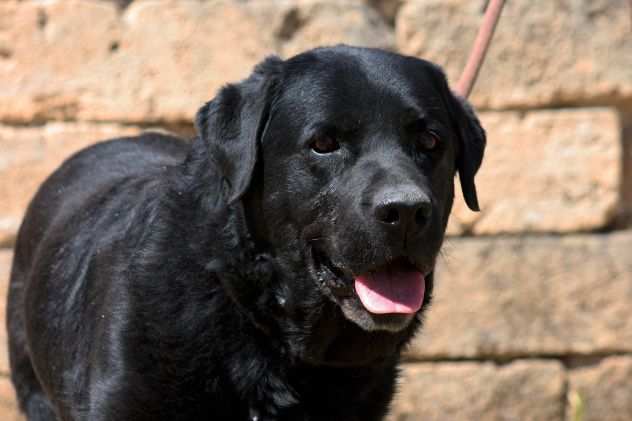 Portato in canile dopo 11 anni di vita in famiglia senza colpa alcuna.........