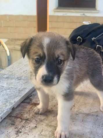 Poseidone cucciolo