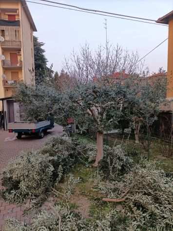 Potatore piante basso fusto e siepi e piante ornamentali in genere